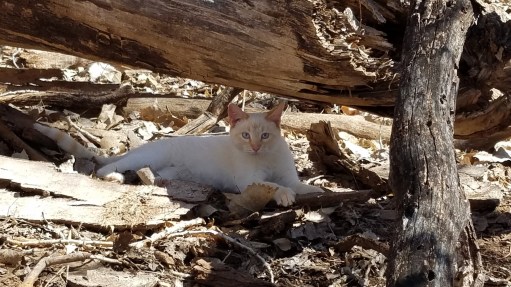 1414DFD0-220F-40E5-BA3B-D65F3E11DC93