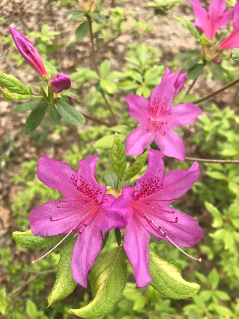 BF87C9E6-76D0-48EA-BFED-0B3323F9EDEC