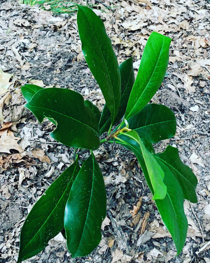 7235804E-E0B8-4672-BD52-E46C132D3764